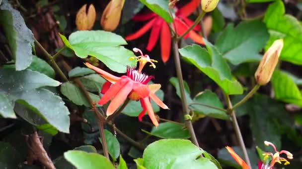 Ağaçta Passiflora Coccinea Kırmızı Tutku Çiçeği Kırmızı Tutku Çiçeği Granadila — Stok video