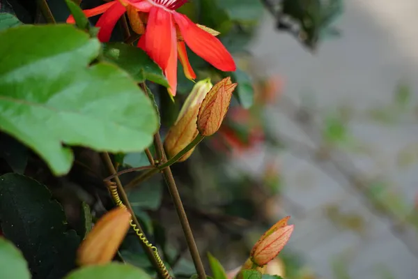 Passiflora Coccinea Röd Passionsblomma Röd Passionsblomma Granadila Merah Trädet Den — Stockfoto