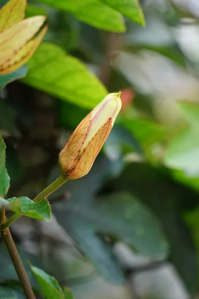 Passiflora Coccinea Алый Цветок Страсти Красный Цветок Страсти Granadila Merah — стоковое фото