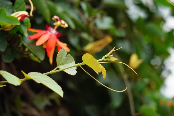 Passiflora Coccinea Flor Paixão Escarlate Flor Paixão Vermelha Granadila Merah — Fotografia de Stock