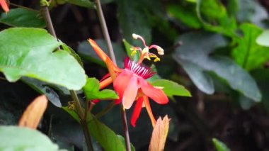Ağaçta Passiflora coccinea (kırmızı tutku çiçeği, kırmızı tutku çiçeği, Granadila merah) bulunur. - Evet. Yenilebilir meyve üretir..
