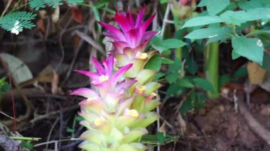 Doğal arka planı olan Tumerik çiçeği (Curcuma longa).