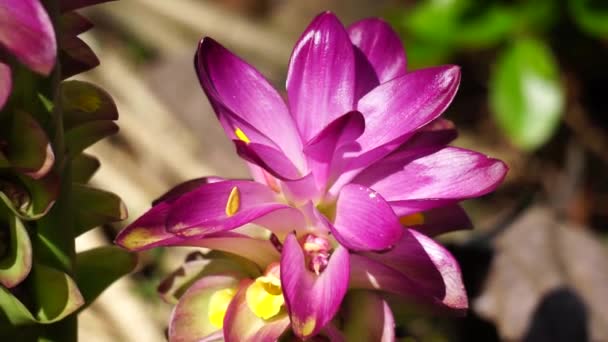 Fiore Tumerico Curcuma Longa Con Sfondo Naturale — Video Stock