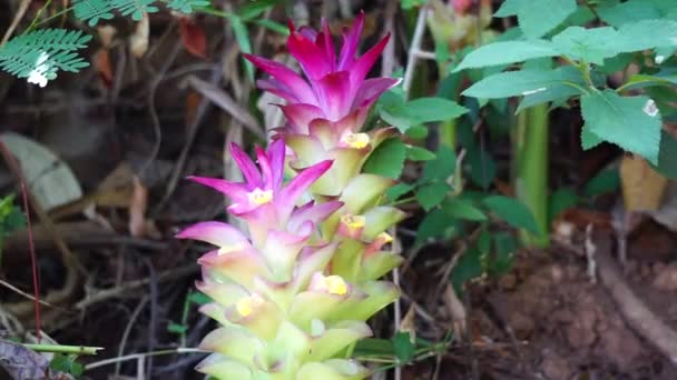 Fiore Tumerico Curcuma Longa Con Sfondo Naturale — Video Stock