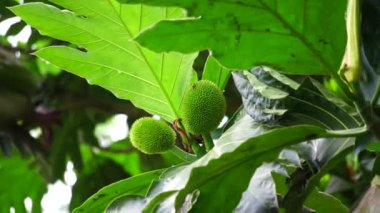 Artocarpus camansi (ayrıca breadnut, Moraceae, ekmek meyvesi, Artocarpus altilis, ekmek meyvesi, Breadnut meyvesi, Kluwih) ağaçta bulunur. Yemek olarak Endonezya yemeği.