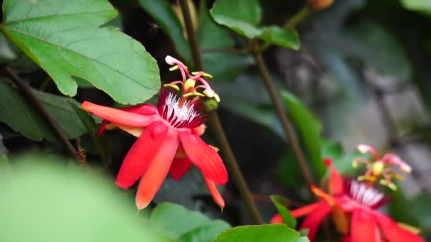 Passiflora Coccinea Fiore Scarlatto Passione Fiore Rosso Passione Granadila Merah — Video Stock