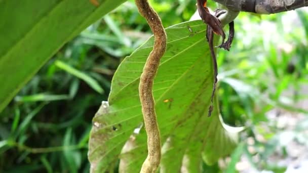 Artocarpus Camansi Kenyérfa Moraceae Kenyérfa Artocarpus Altilis Magozott Kenyérfa Kenyérfa — Stock videók