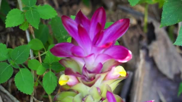 Kwiat Guza Curcuma Longa Naturalnym Tłem — Wideo stockowe
