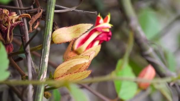 Passiflora Coccinea Алый Цветок Страсти Красный Цветок Страсти Granadila Merah — стоковое видео