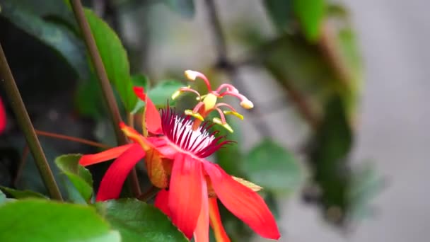 Passiflora Coccinea Алый Цветок Страсти Красный Цветок Страсти Granadila Merah — стоковое видео