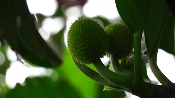 Artocarpus Camansi Även Brödnöt Moraceae Brödfrukt Artocarpus Altilis Brödfrukt Brödnötsfrukter — Stockvideo