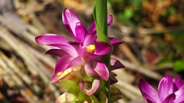 Fiore Tumerico Curcuma Longa Con Sfondo Naturale — Video Stock