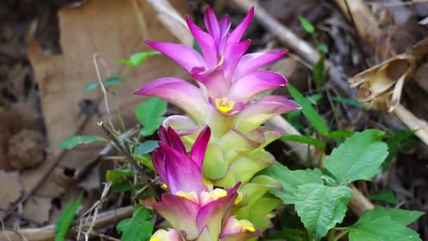 Kwiat Guza Curcuma Longa Naturalnym Tłem — Wideo stockowe