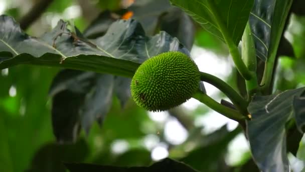 Artocarpus Camansi Επίσης Παξιμάδι Moraceae Breadfruit Artocarpus Altilis Seeded Breadfruit — Αρχείο Βίντεο