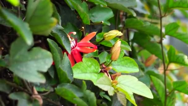 Passiflora Coccinea Flor Paixão Escarlate Flor Paixão Vermelha Granadila Merah — Vídeo de Stock