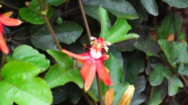 Ağaçta Passiflora coccinea (kırmızı tutku çiçeği, kırmızı tutku çiçeği, Granadila merah) bulunur. - Evet. Yenilebilir meyve üretir..