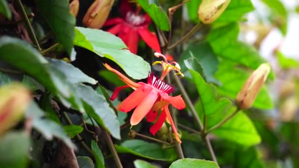 Ağaçta Passiflora Coccinea Kırmızı Tutku Çiçeği Kırmızı Tutku Çiçeği Granadila — Stok video