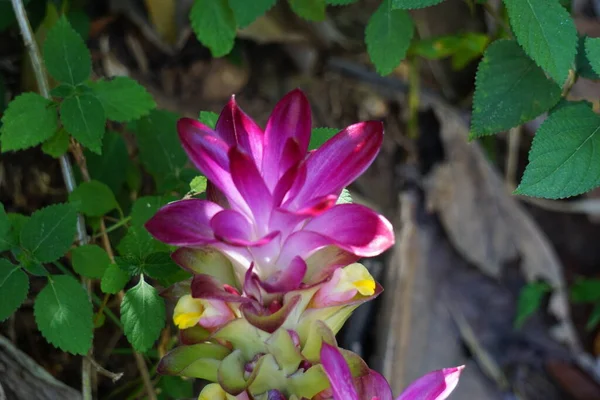 Tumeric Flower Curcuma Longa Natural Background — Stock Photo, Image
