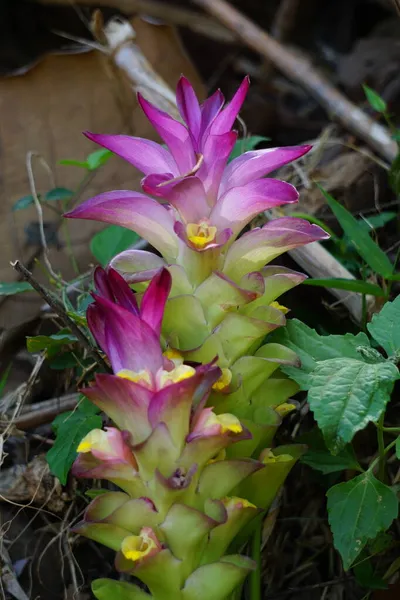 Tumeric Flower Curcuma Longa Natural Background — Stock Photo, Image