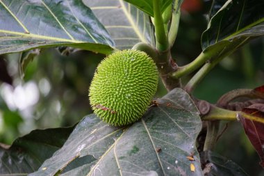 Artocarpus camansi (ayrıca breadnut, Moraceae, ekmek meyvesi, Artocarpus altilis, ekmek meyvesi, Breadnut meyvesi, Kluwih) ağaçta bulunur. Yemek olarak Endonezya yemeği.