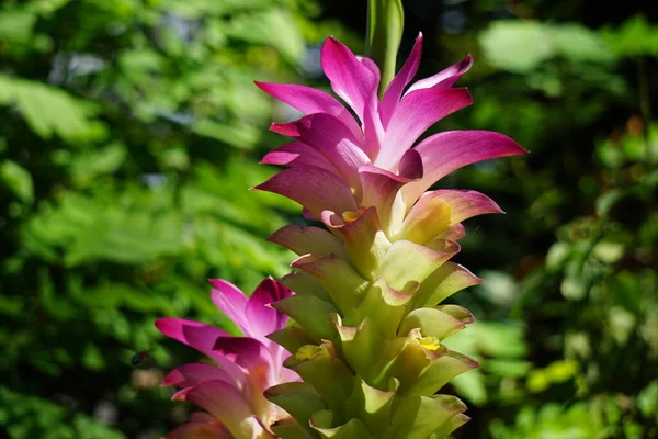 Tumeric Flower Curcuma Longa Natural Background — Stock Photo, Image