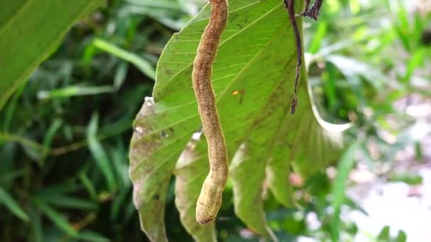 Artocarpus Camansi Επίσης Παξιμάδι Moraceae Breadfruit Artocarpus Altilis Seeded Breadfruit — Αρχείο Βίντεο