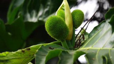 Artocarpus camansi (ayrıca breadnut, Moraceae, ekmek meyvesi, Artocarpus altilis, ekmek meyvesi, Breadnut meyvesi, Kluwih) ağaçta bulunur. Yemek olarak Endonezya yemeği.