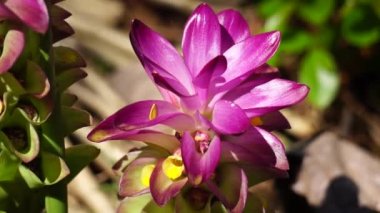 Doğal arka planı olan Tumerik çiçeği (Curcuma longa).