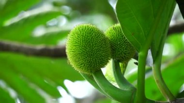 Artocarpus camansi (ayrıca breadnut, Moraceae, ekmek meyvesi, Artocarpus altilis, ekmek meyvesi, Breadnut meyvesi, Kluwih) ağaçta bulunur. Yemek olarak Endonezya yemeği.