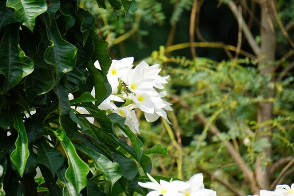 Flor Plumeria Blanca Bunga Pagoda Con Fondo Natural — Foto de Stock