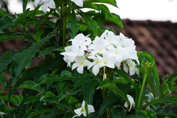 Квітка Білої Сливи Пагода Банга Природним Фоном — стокове фото