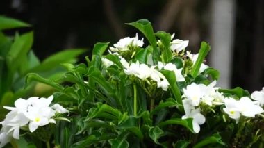 Beyaz plumeria çiçeği (bunga pagoda) doğal bir arka plana sahiptir.