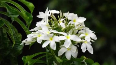 Beyaz plumeria çiçeği (bunga pagoda) doğal bir arka plana sahiptir.