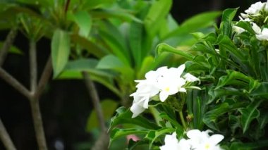 Beyaz plumeria çiçeği (bunga pagoda) doğal bir arka plana sahiptir.