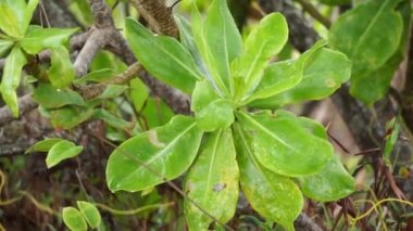 Ağaçta yeşil yapraklar var. Bu bitkiyi sahilde bulmak kolaydır. Bu bitki kaşındırıyor.