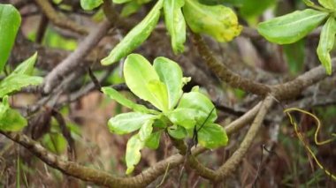 Ağaçta yeşil yapraklar var. Bu bitkiyi sahilde bulmak kolaydır. Bu bitki kaşındırıyor.
