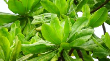 Ağaçta yeşil yapraklar var. Bu bitkiyi sahilde bulmak kolaydır. Bu bitki kaşındırıyor.