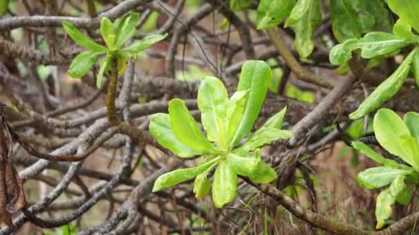 Folhas Verdes Árvore Esta Planta Fácil Encontrar Praia Esta Planta — Vídeo de Stock