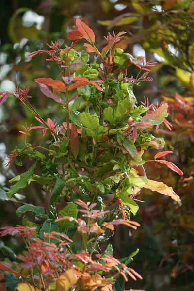 Schleichera Oleosa Também Chamada Goma Laca Laca Indiana Laca Malaia — Fotografia de Stock