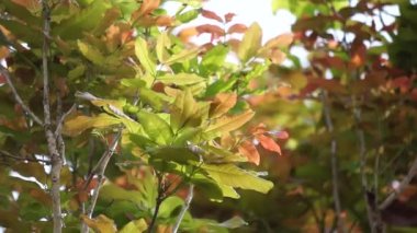 Ağacın üzerinde Schleichera oleosa (ayrıca sakız-lağı ağacı, Hint yırtığı, Malay yırtığı, Macassar yağı ağacı, Seylan meşesi olarak da bilinir) bulunur. Bu bitki kumaşı boyamak için kullanılır.