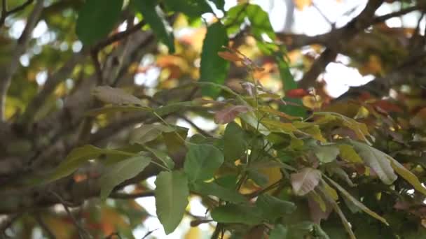 Schleichera Oleosa Επίσης Ονομάζεται Κόμμι Lac Δέντρο Ινδική Lac Μαλαισίας — Αρχείο Βίντεο