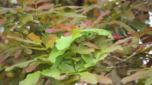 Schleichera Oleosa Also Called Gum Lac Tree Indian Lac Malay — Stock Video