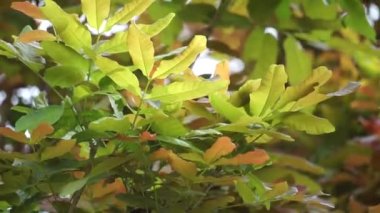 Ağacın üzerinde Schleichera oleosa (ayrıca sakız-lağı ağacı, Hint yırtığı, Malay yırtığı, Macassar yağı ağacı, Seylan meşesi olarak da bilinir) bulunur. Bu bitki kumaşı boyamak için kullanılır.