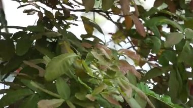 Ağacın üzerinde Schleichera oleosa (ayrıca sakız-lağı ağacı, Hint yırtığı, Malay yırtığı, Macassar yağı ağacı, Seylan meşesi olarak da bilinir) bulunur. Bu bitki kumaşı boyamak için kullanılır.