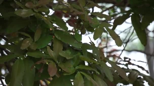 Schleichera Oleosa Επίσης Ονομάζεται Κόμμι Lac Δέντρο Ινδική Lac Μαλαισίας — Αρχείο Βίντεο