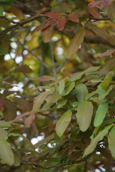 Schleichera Oleosa Auch Gum Lac Baum Indian Lac Malay Lac — Stockfoto