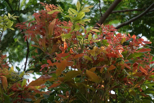 Schleichera Oleosa Ook Wel Gum Lac Tree Indian Lac Malay — Stockfoto