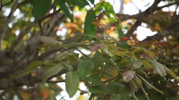 Schleichera Oleosa Chiamato Anche Albero Gomma Lacca Lacca Indiana Lacca — Video Stock