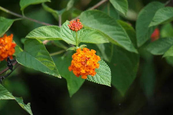 Lantana Camara Tahi Ayam Sailara Tembelekan Lantana Común Salvia Grande — Foto de Stock