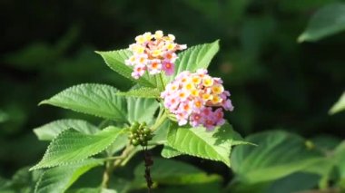 Lantana camara (tahi ayam, sailara, tembelekan, lantana, big sage, wild sage, red sage, white sage, tick berry, West Indian lantana, umbelanterna).